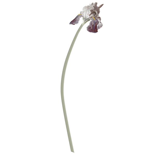 Bloem 'Iris' Rijksmuseum