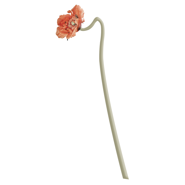 Bloem 'Klaproos' Rijksmuseum
