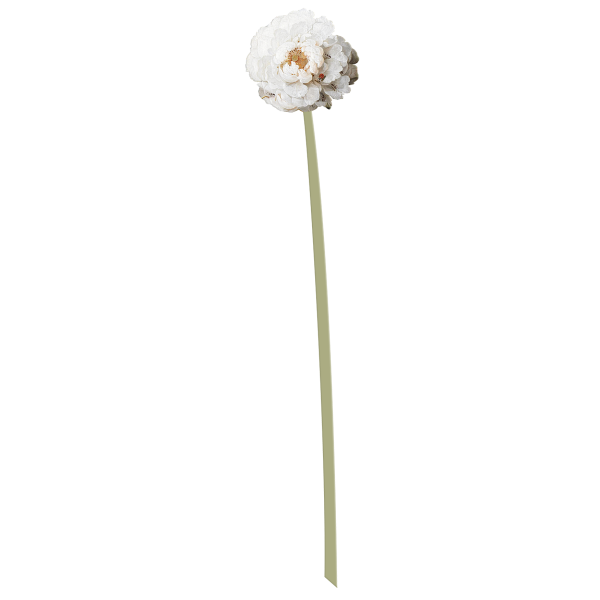 Bloem 'Roos' Rijksmuseum